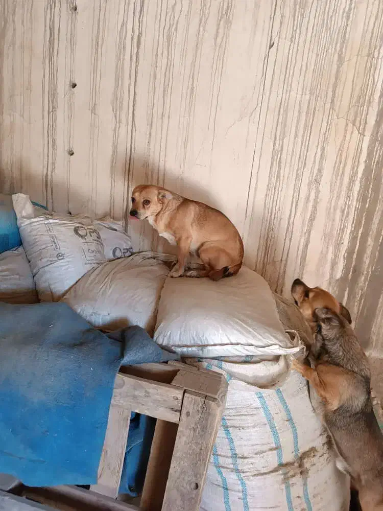 یک عدد سگ پا کوتاه|سگ|صباشهر, |دیوار