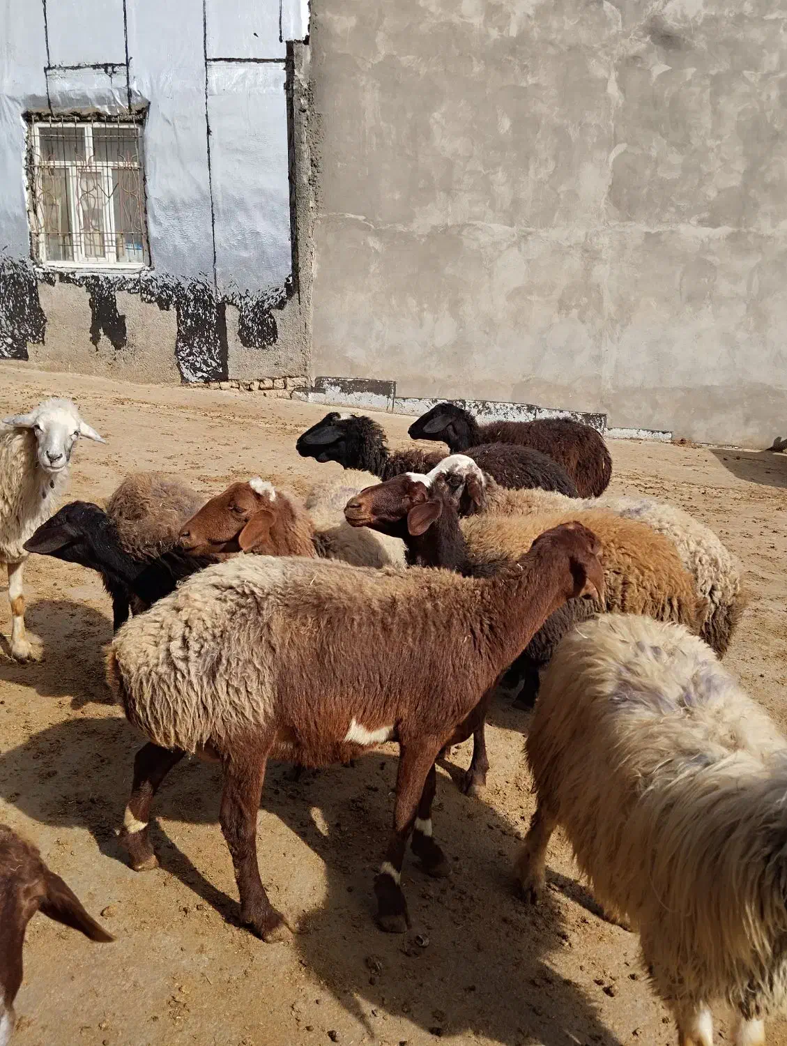 گوسفند بره قوچ|حیوانات مزرعه|سرپل ذهاب, |دیوار