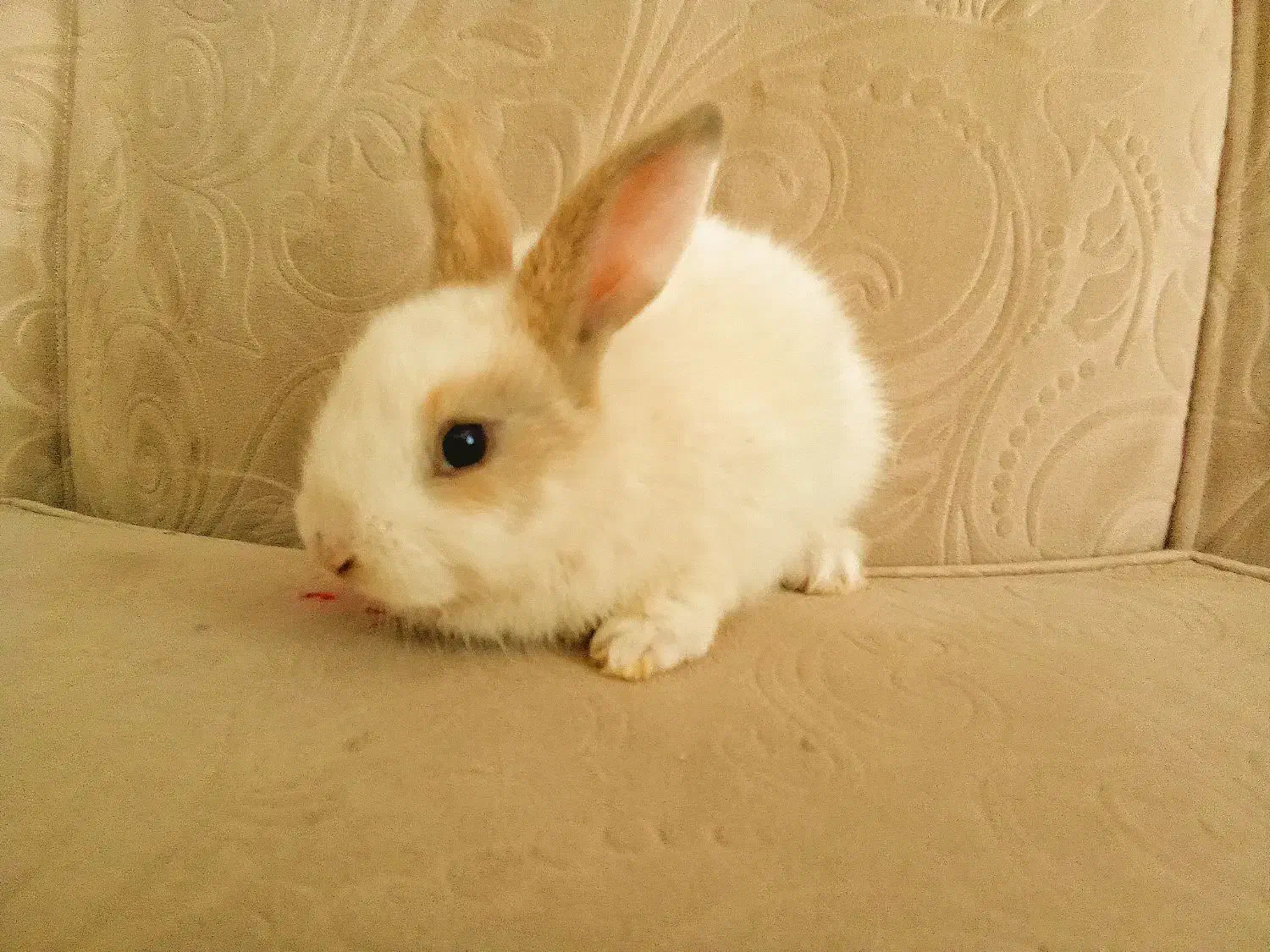 خرگوش|موش و خرگوش|رفسنجان, |دیوار