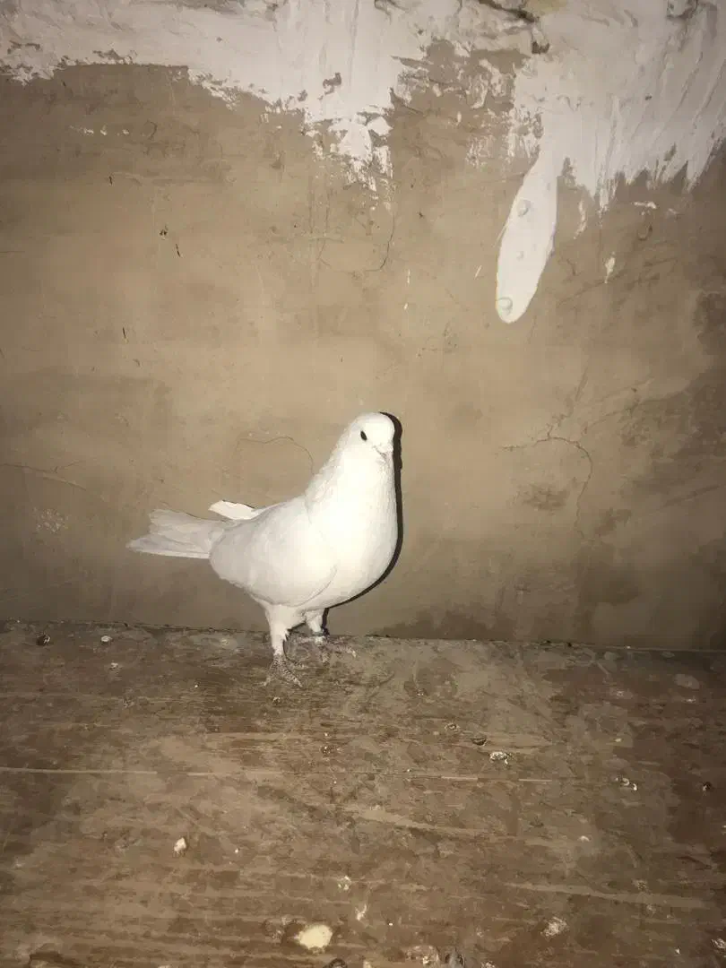 فرو|پرنده|معصومیه, |دیوار