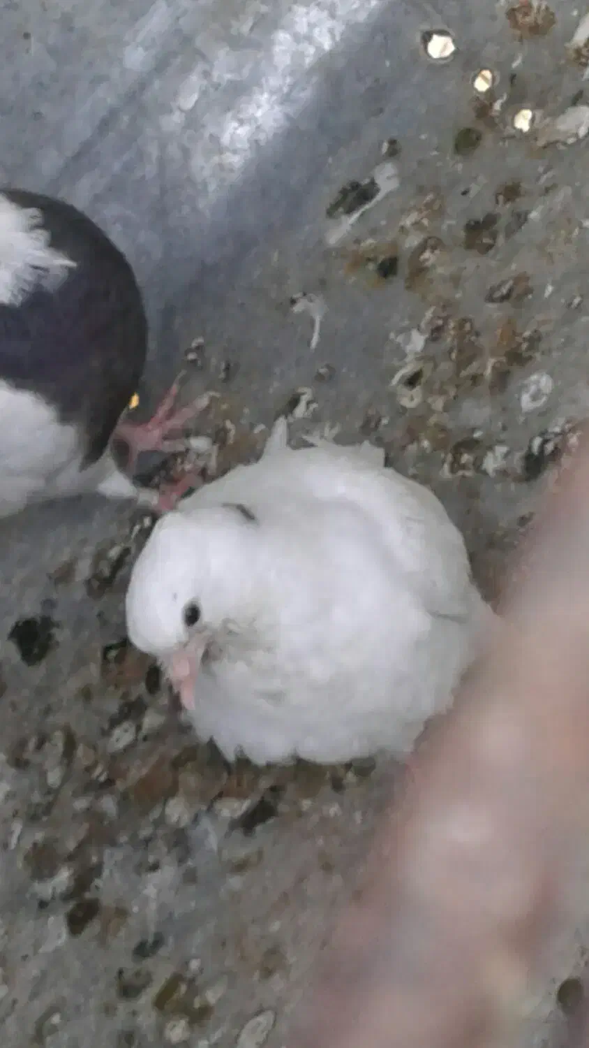 کبوتر|پرنده|جوانرود, |دیوار