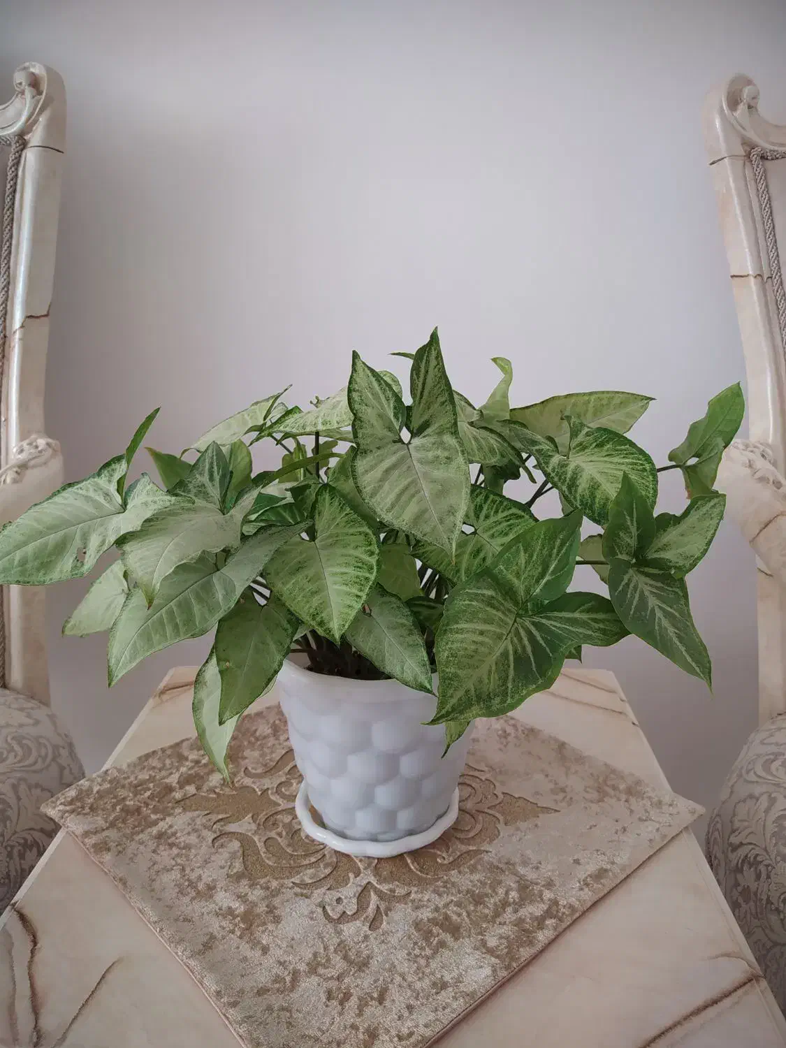 چند مدل گل آپارتمانی|گل و گیاه طبیعی|کرمانشاه, |دیوار