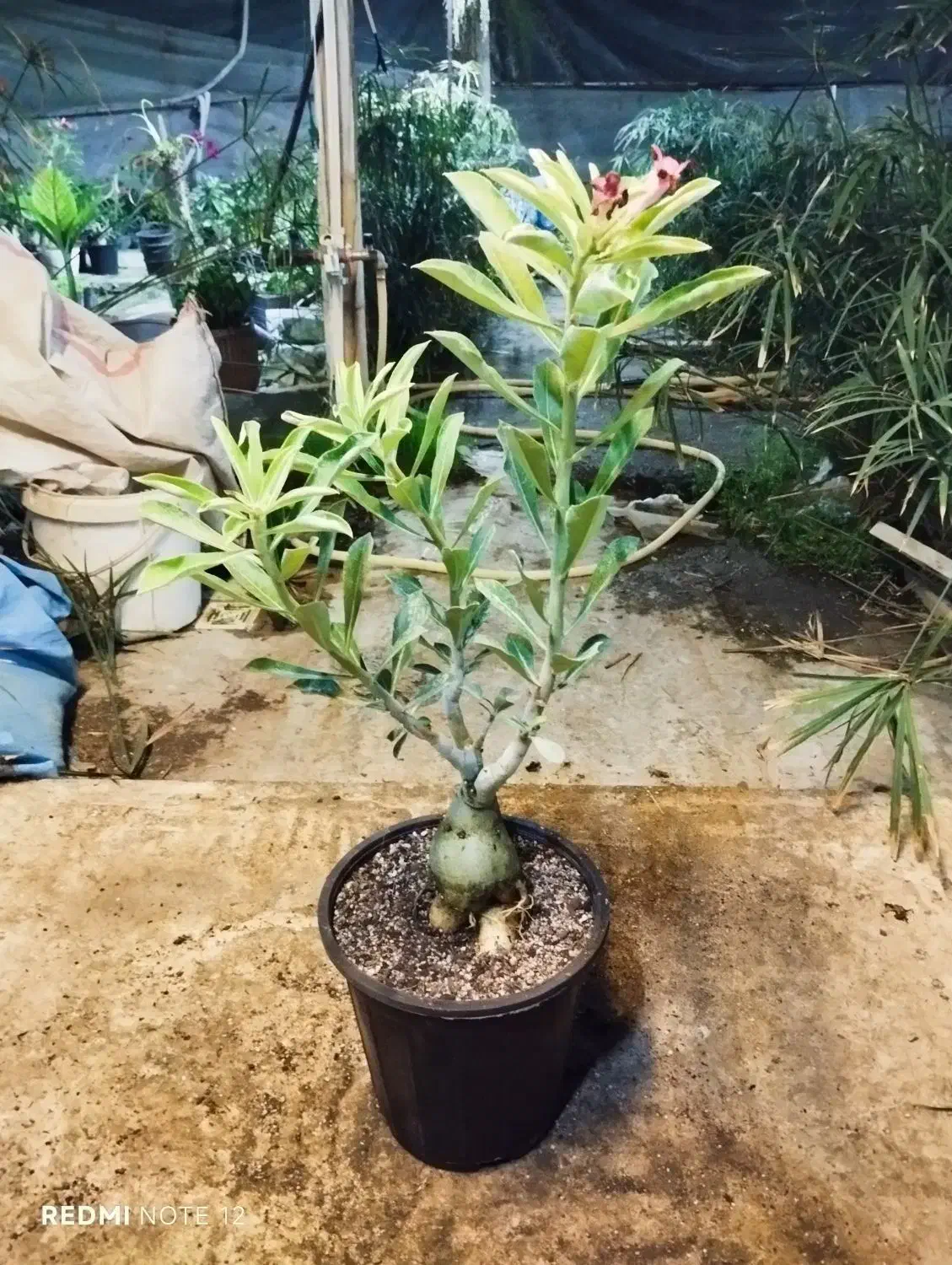 گل آدنیوم بزرگ|گل و گیاه طبیعی|کرمانشاه, |دیوار