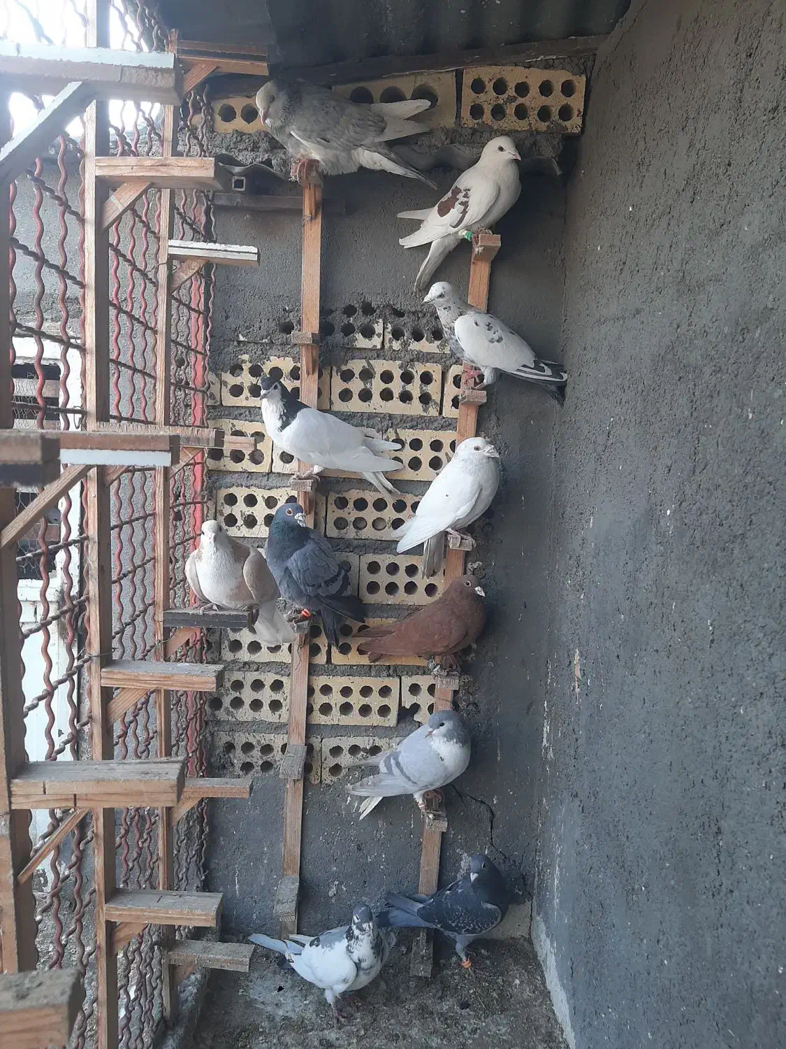 ۱۱عددصیدهمه پرشی|حیوانات|مشهد, عبادی|دیوار