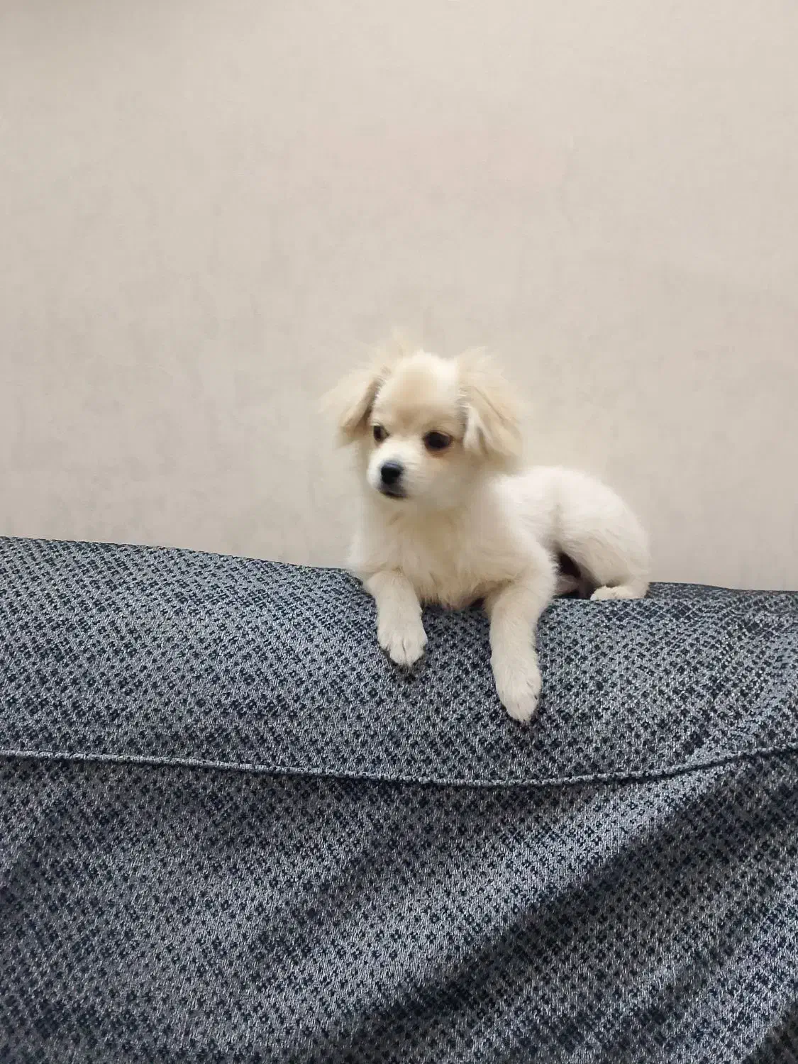 سگ پامر اشبیز ۵ ماهه|سگ|تهران, مسعودیه|دیوار