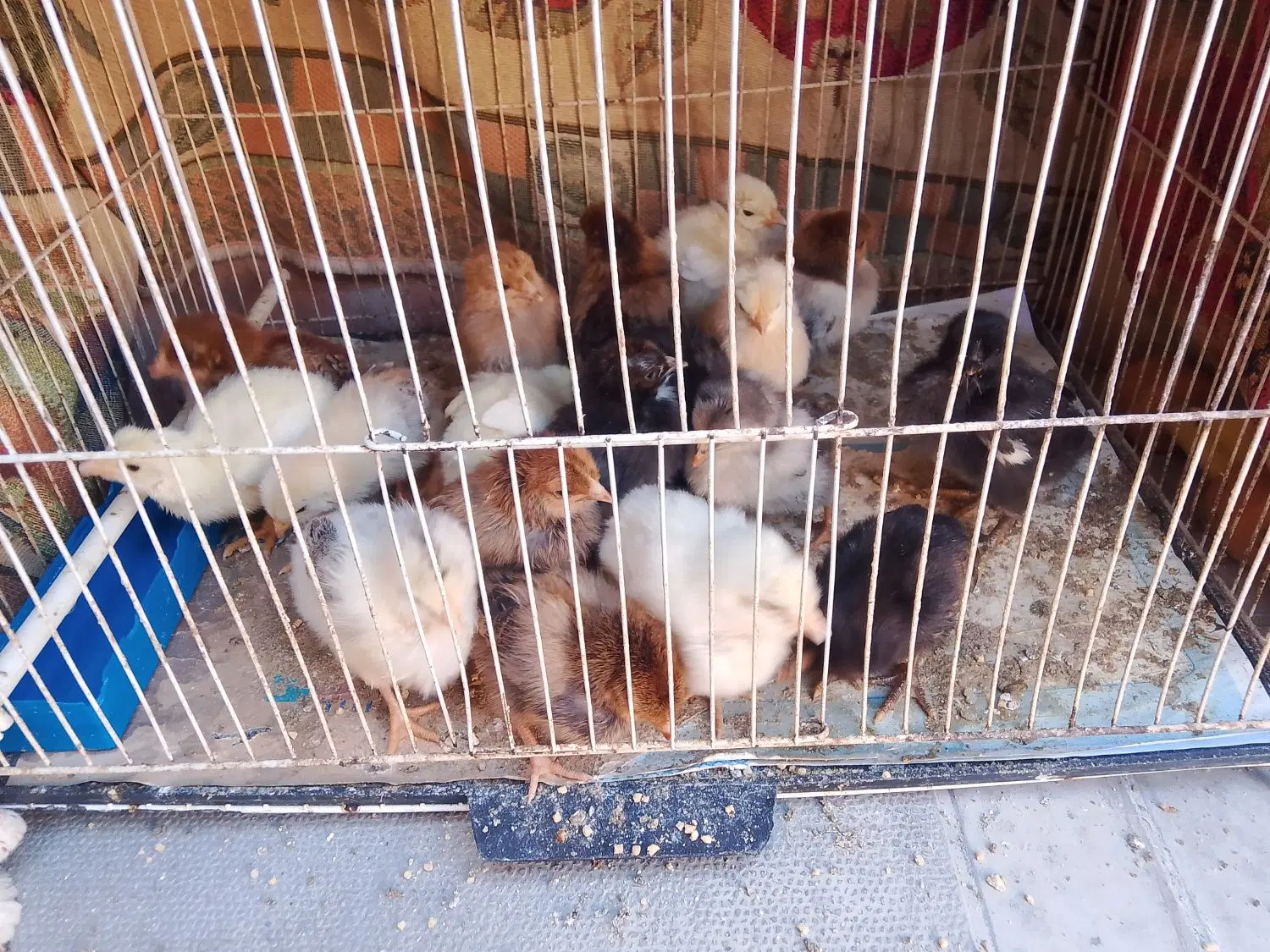 جوجه|حیوانات مزرعه|سرخس, |دیوار