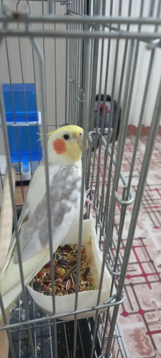 عروس هلندی دوکت|پرنده|تهران, باغ خزانه|دیوار