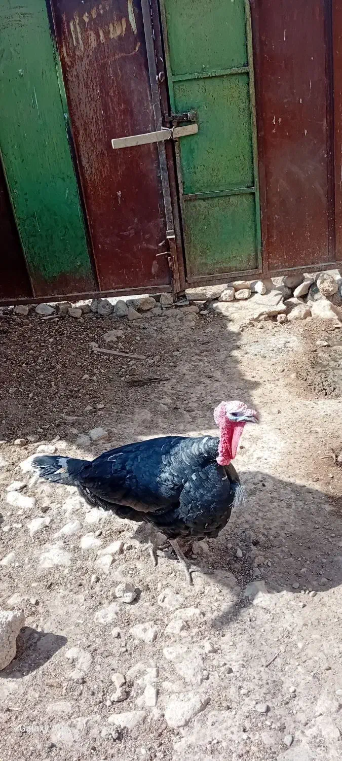 بوقلمون زنده|حیوانات مزرعه|کوهدشت, |دیوار