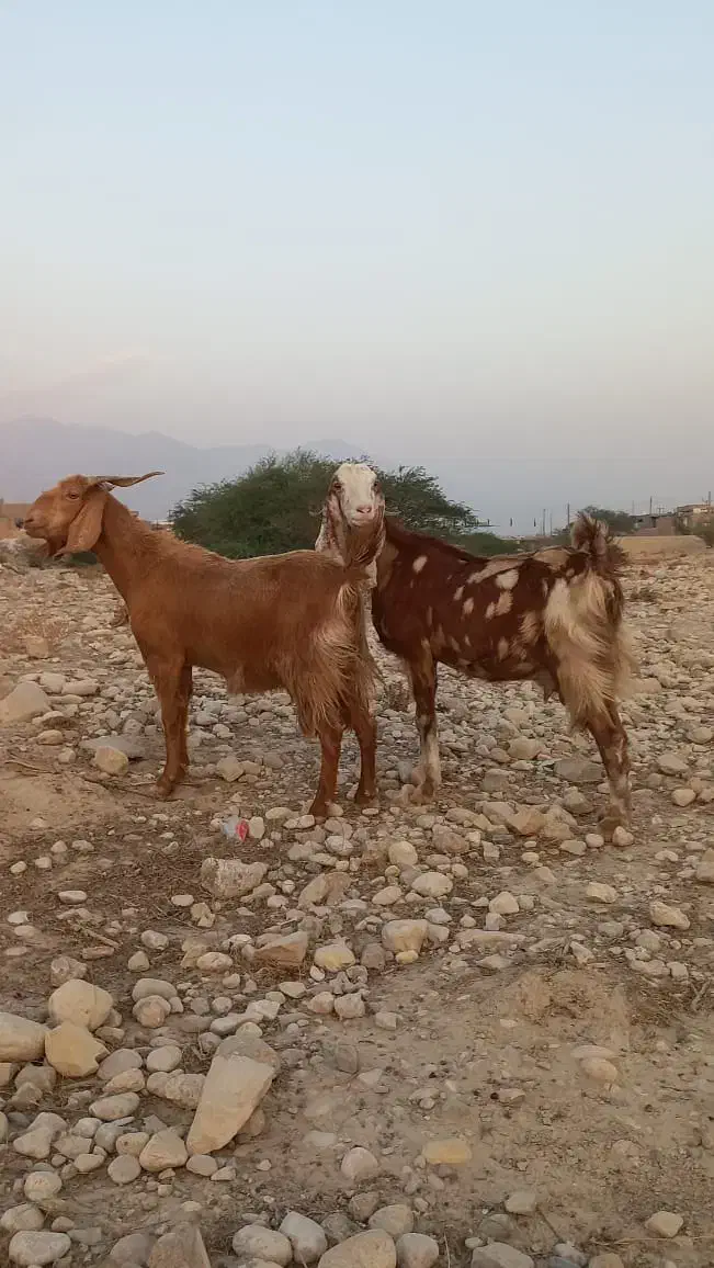 ۳ عدد بز درجه یک خوب|حیوانات مزرعه|خورموج, |دیوار