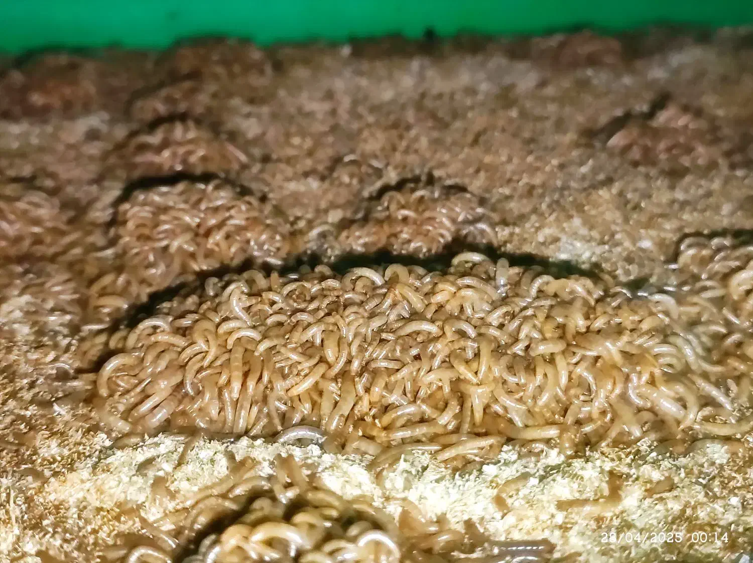 میلورم زنده و خشک|خزنده|مشهد, شهید آوینی|دیوار