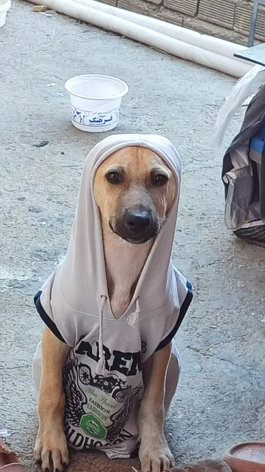 پیدا شده|حیوانات|خرم‌آباد, |دیوار