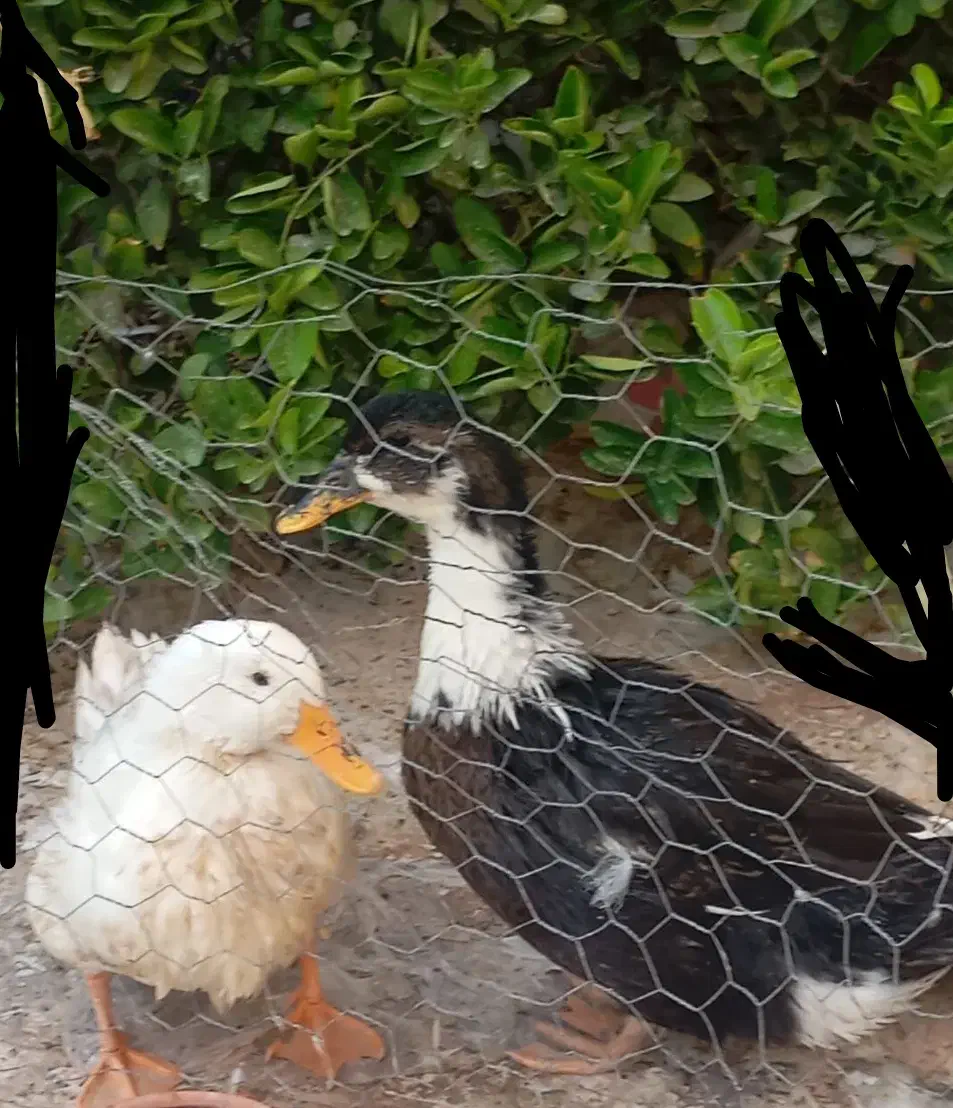 اردک سالم سالم فقط ۵۰۰ تومان|حیوانات مزرعه|جم, |دیوار