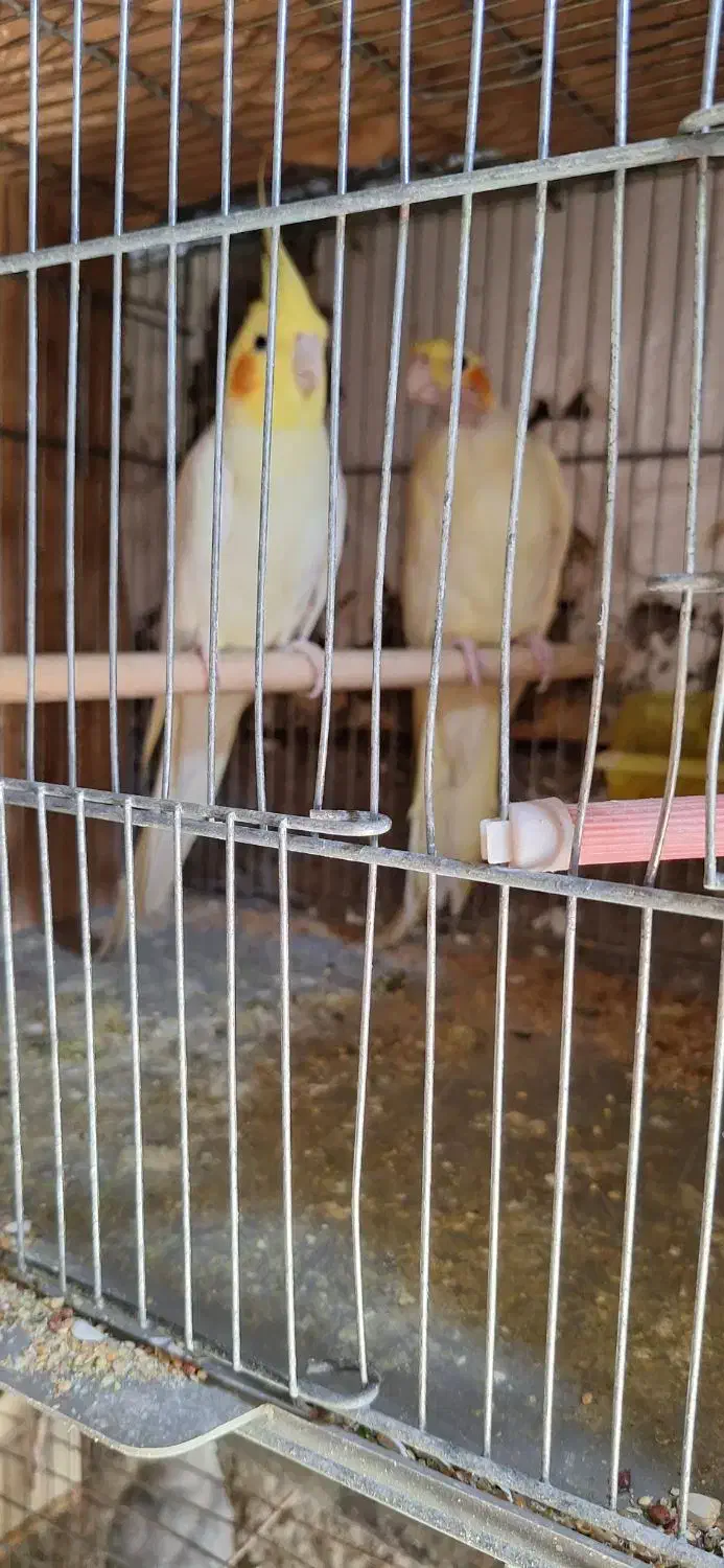 شهرک چمران|پرنده|چمران, |دیوار