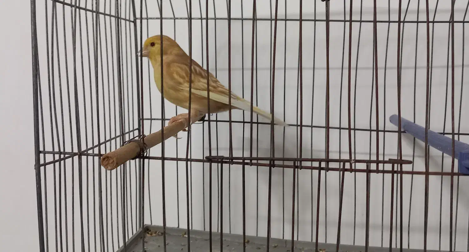 قناری فائو|پرنده|بجنورد, |دیوار