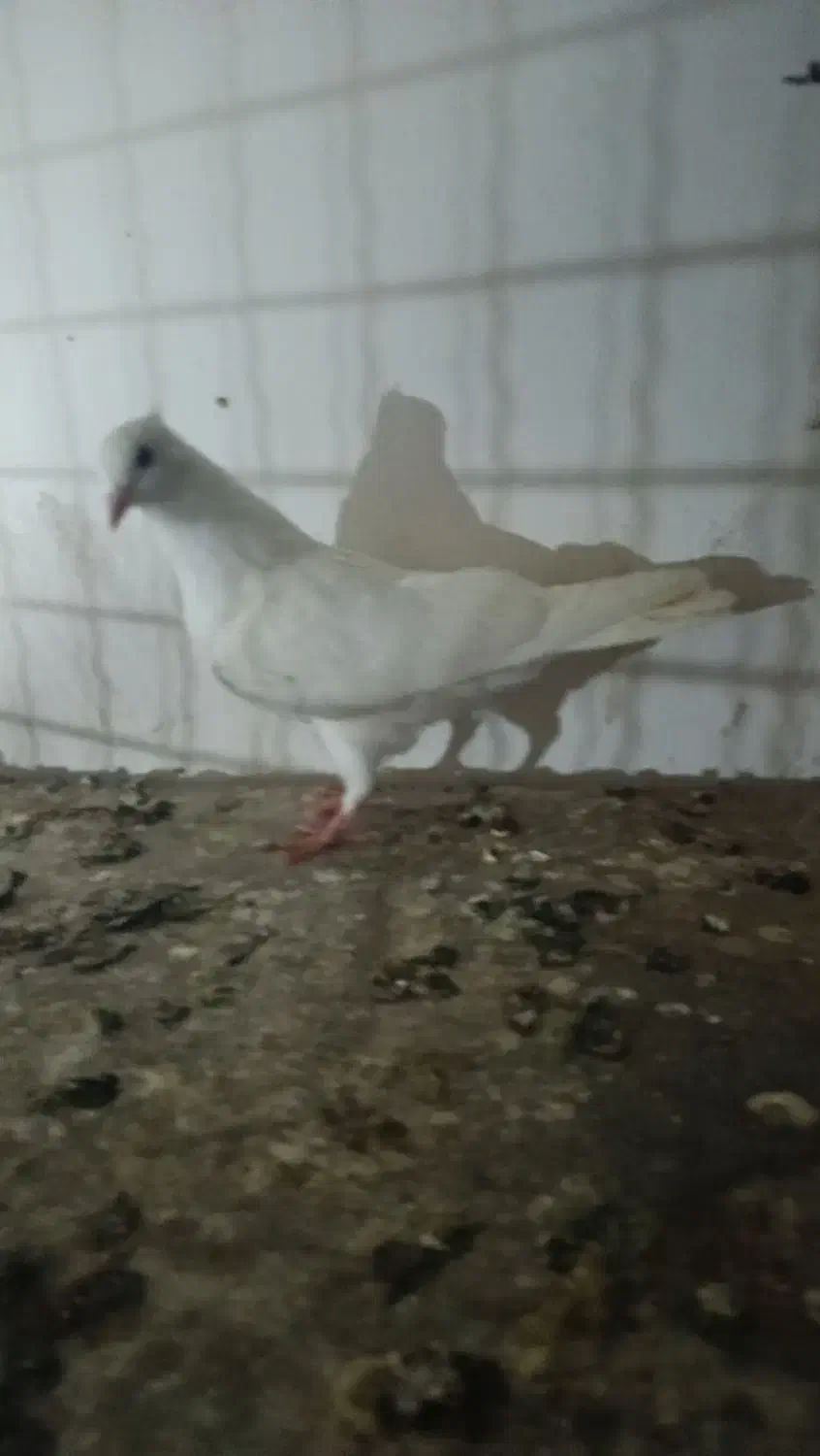 طوقی هفرنگ|پرنده|گرگان, |دیوار