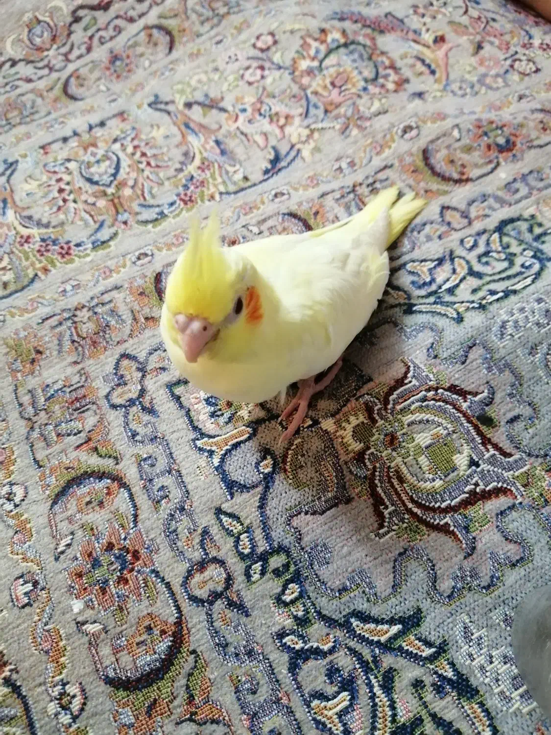 گمشده|پرنده|تهران, تهرانپارس شرقی|دیوار