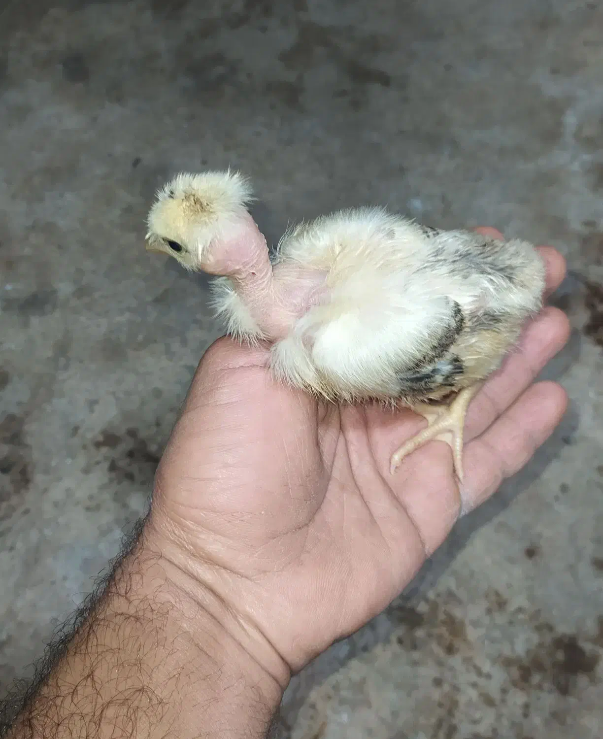 جوجه محلی گردن لخت و محلی|حیوانات مزرعه|رضوانشهر, |دیوار