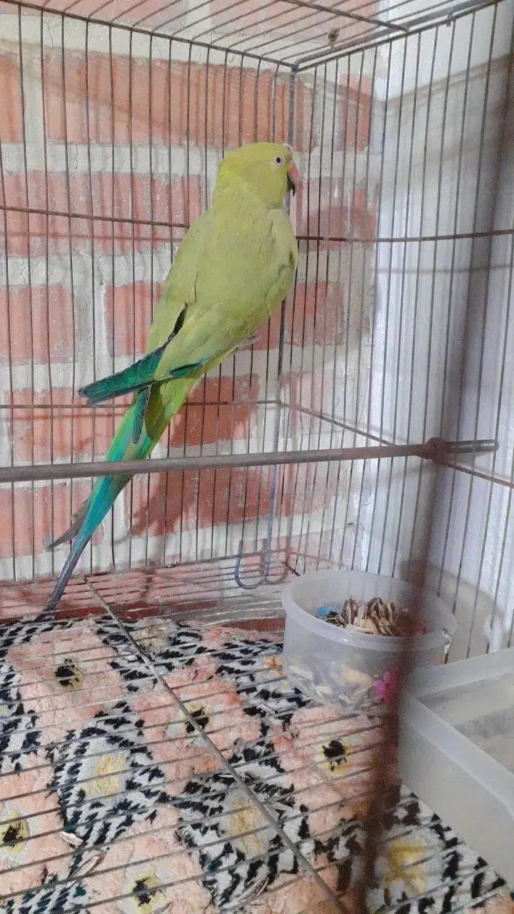 طوطی ملنگو معاوضه با گوشی|پرنده|ملارد, |دیوار