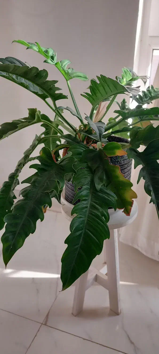 گل طبیعی قیمت مناسب|گل و گیاه طبیعی|شاهرود, |دیوار