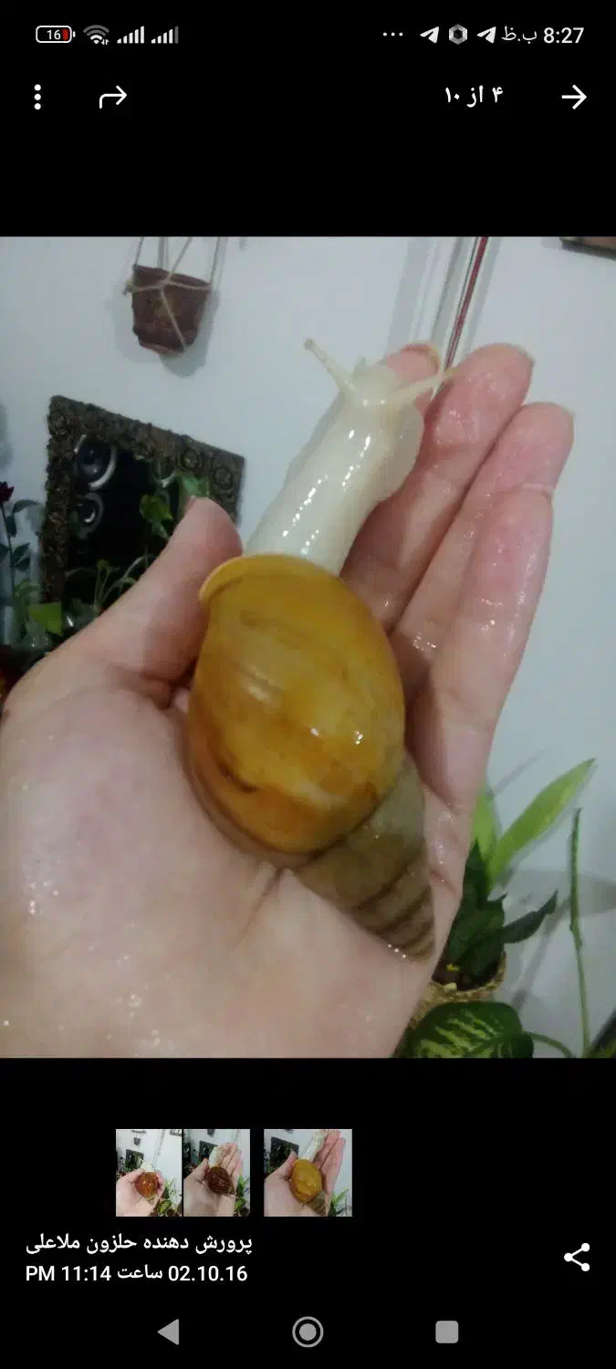 حلزون مولد و خاک مخصوص حلزون و تخم حلزون|خزنده|سنندج, |دیوار