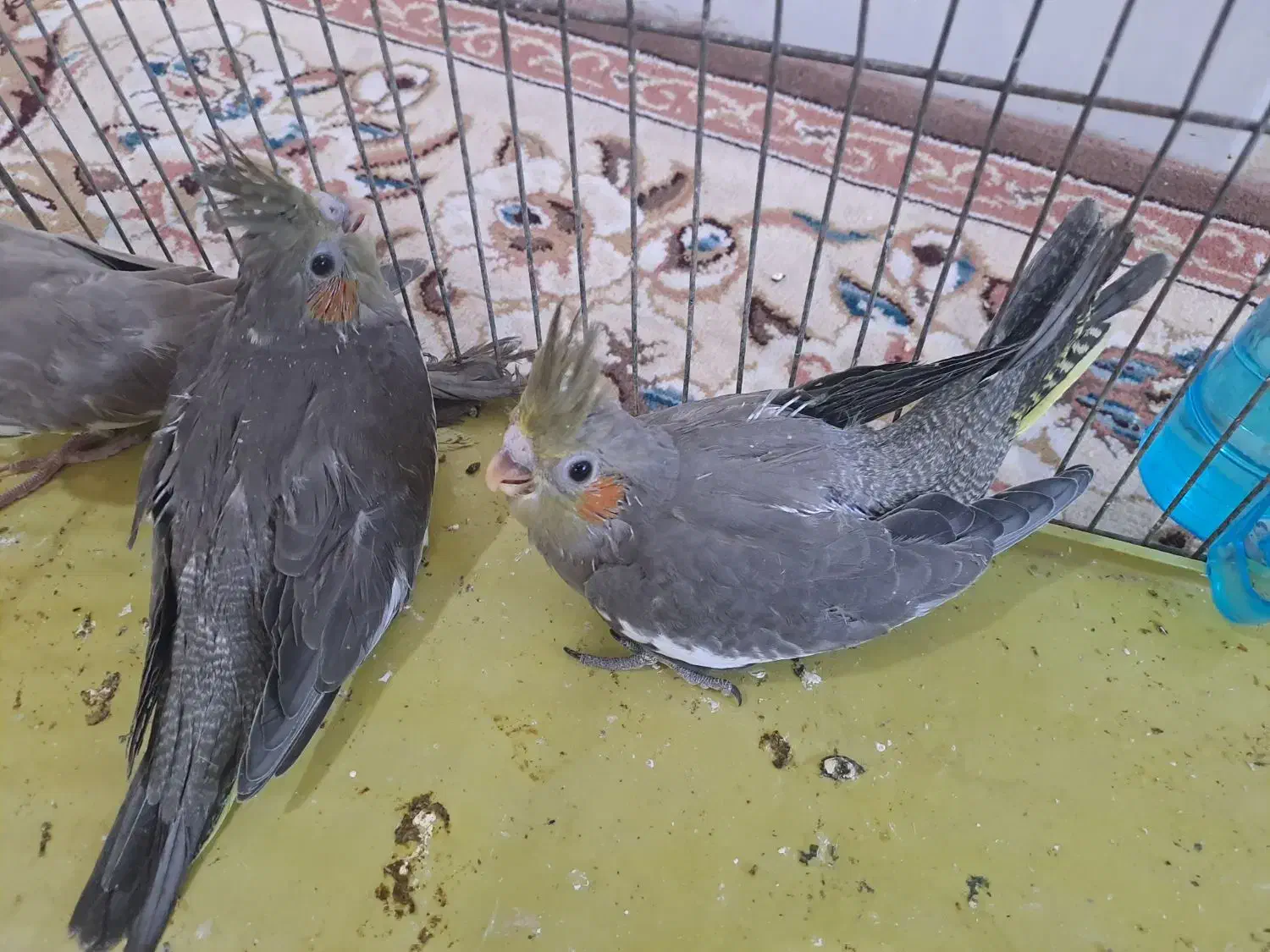 عروس هلندی|پرنده|آبپخش, |دیوار