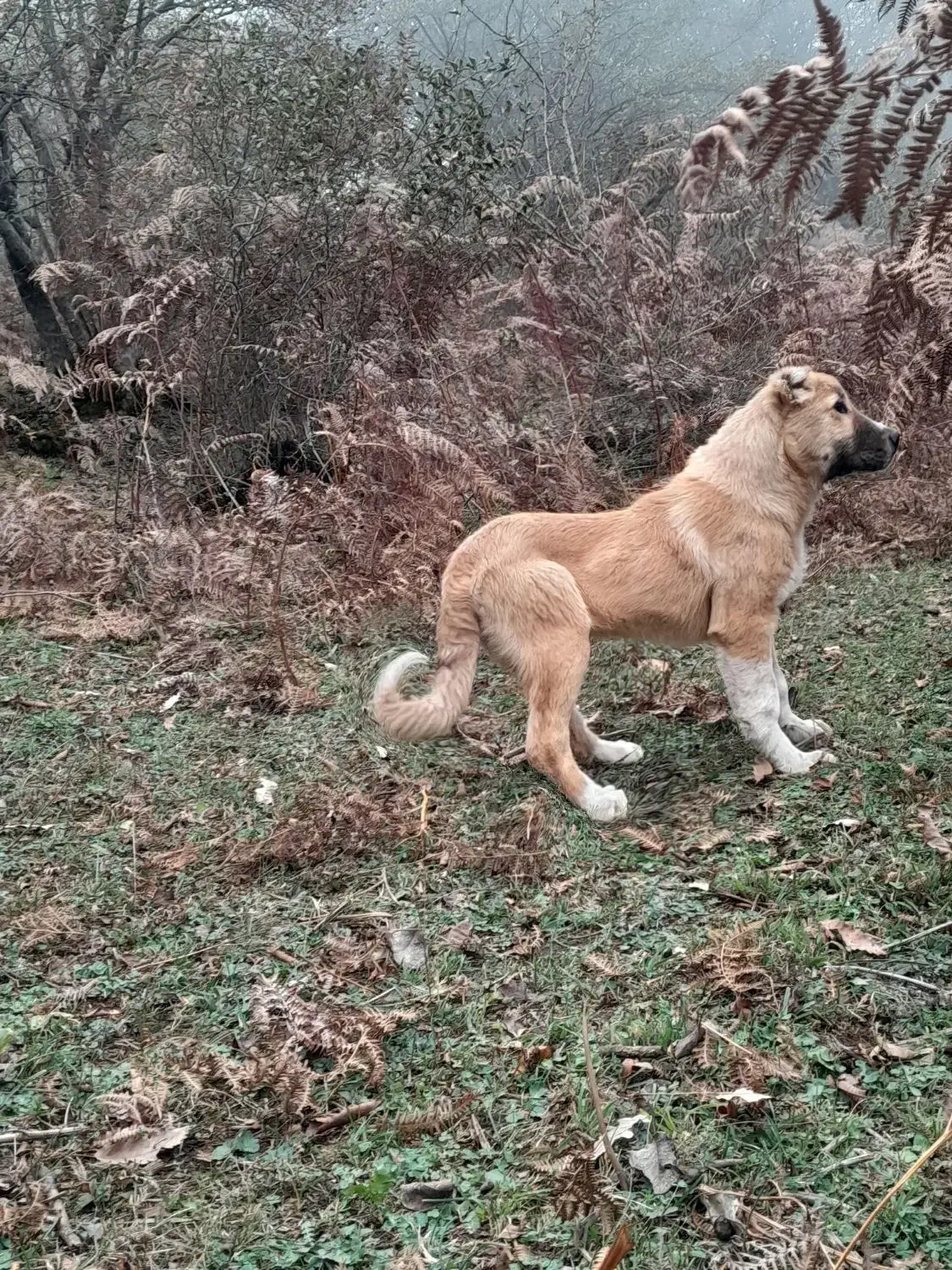 توله سگ ماده سرابی (اصیل)|سگ|پرهسر, |دیوار