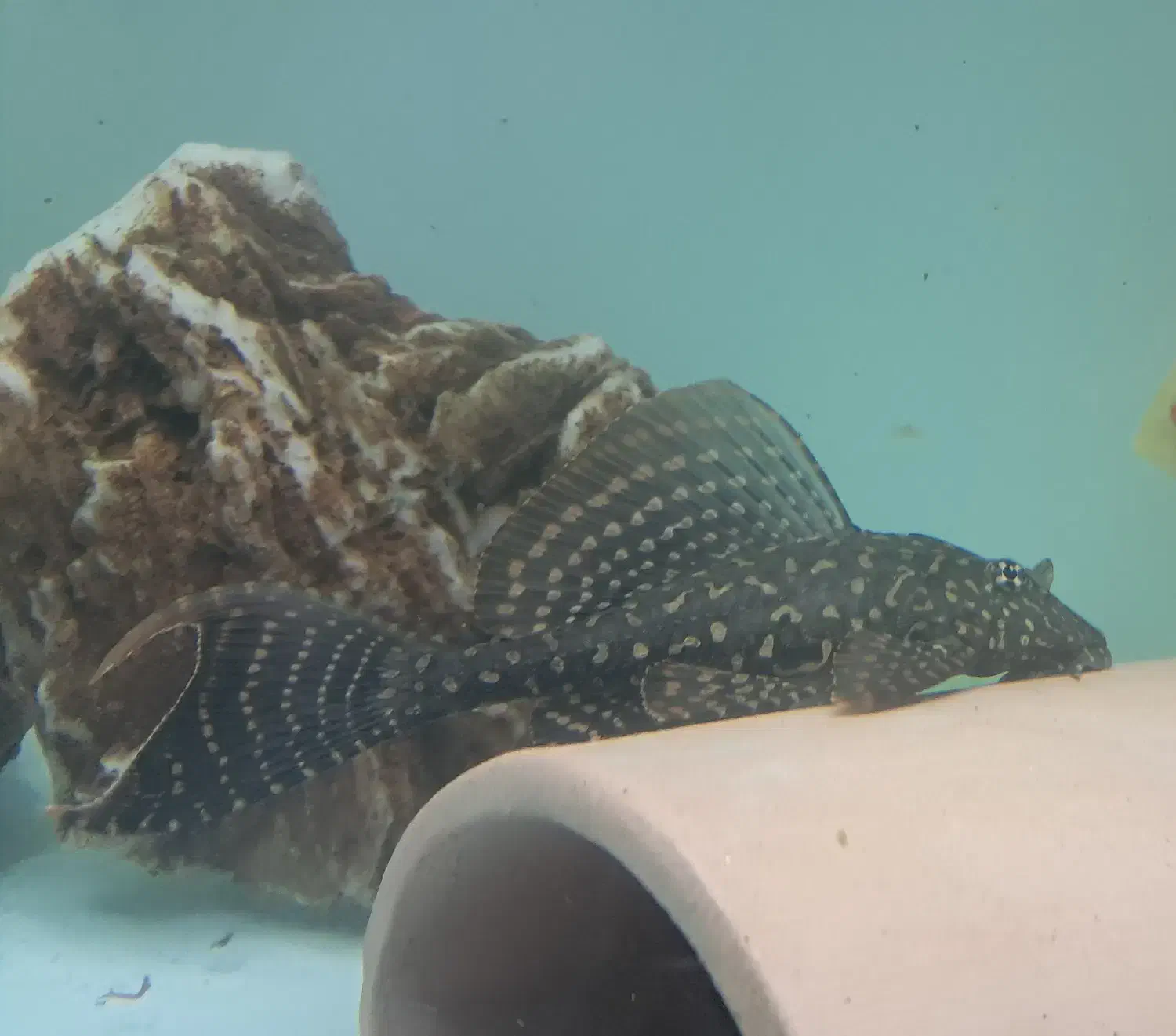 ماهی دیسکس و کت اسپورت|ماهی|گناباد, |دیوار