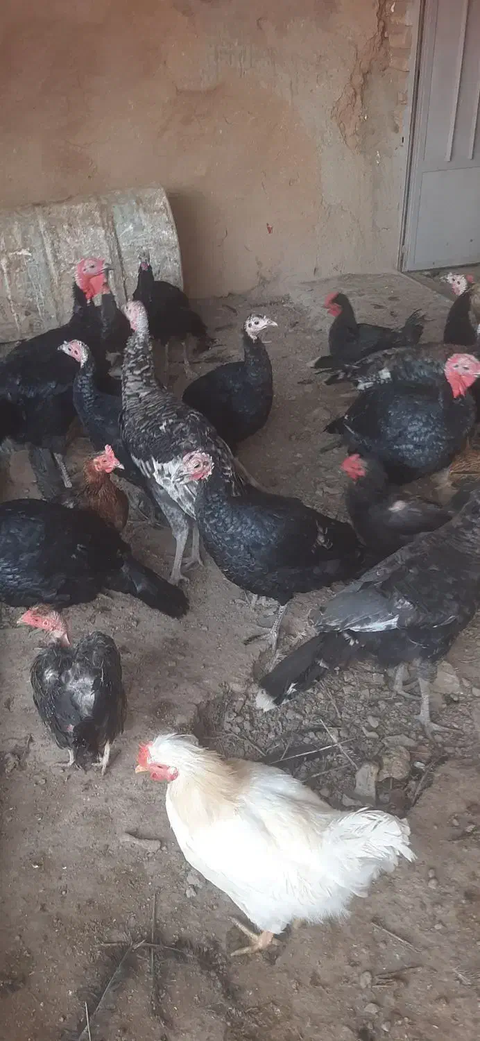 بوقلمون ماده|حیوانات مزرعه|دشتابی, |دیوار