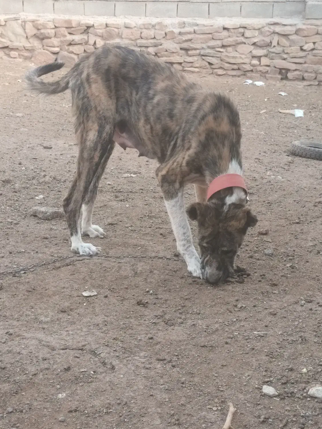 سگ ماده رخ|سگ|فریمان, |دیوار