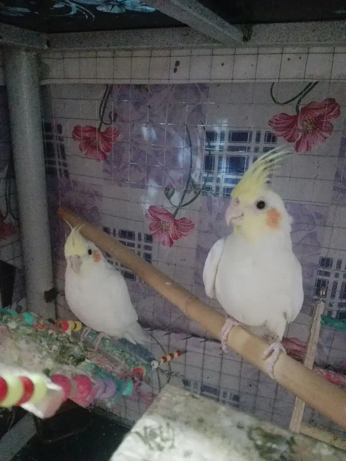 عروس هلندی و البینو|پرنده|کبودرآهنگ, |دیوار