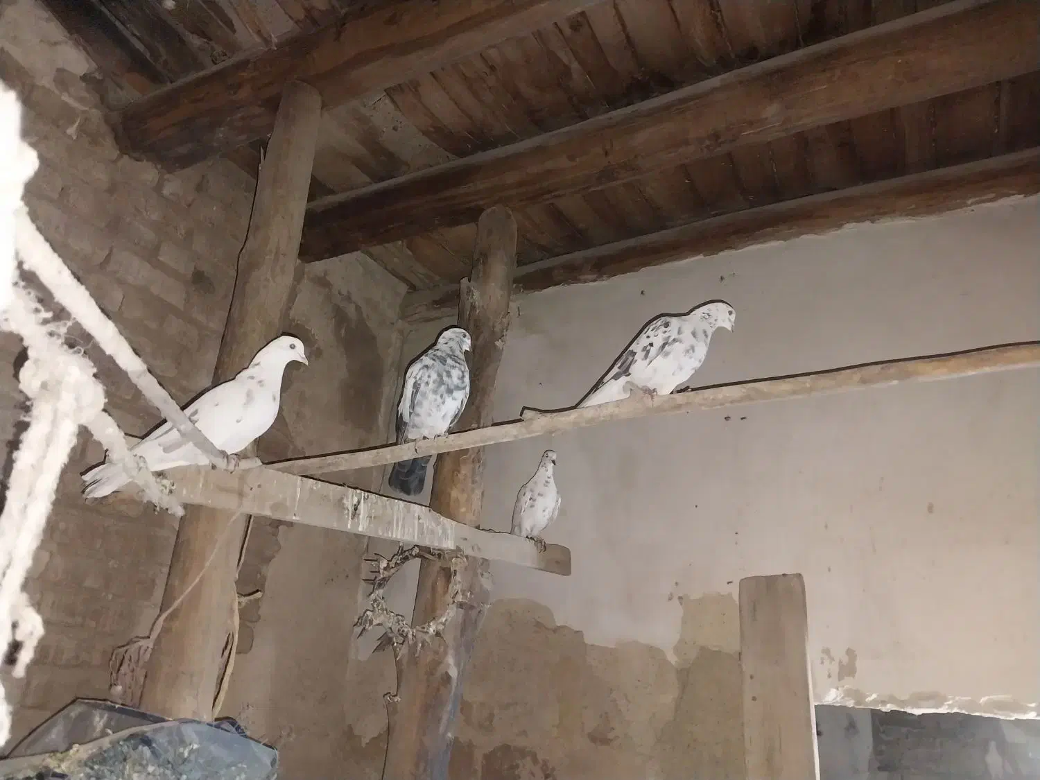 کبوتر|پرنده|مرند, |دیوار