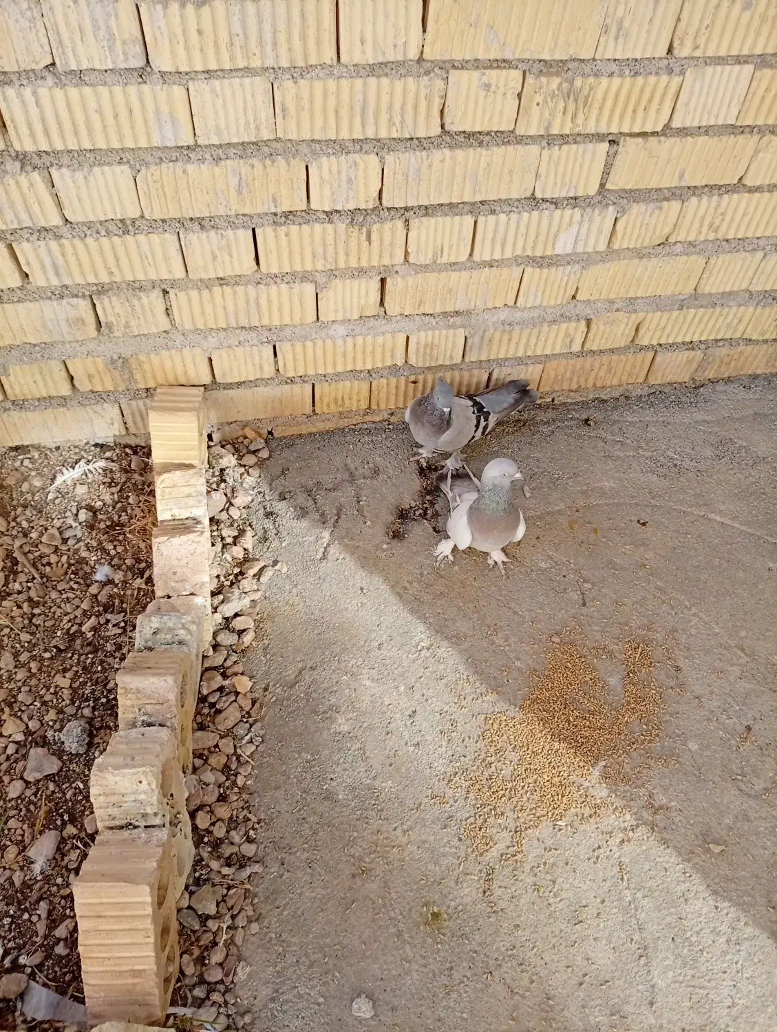 یک‌جفت‌کبوتر‌پلاکی‌به‌شرط|پرنده|اقلید, |دیوار