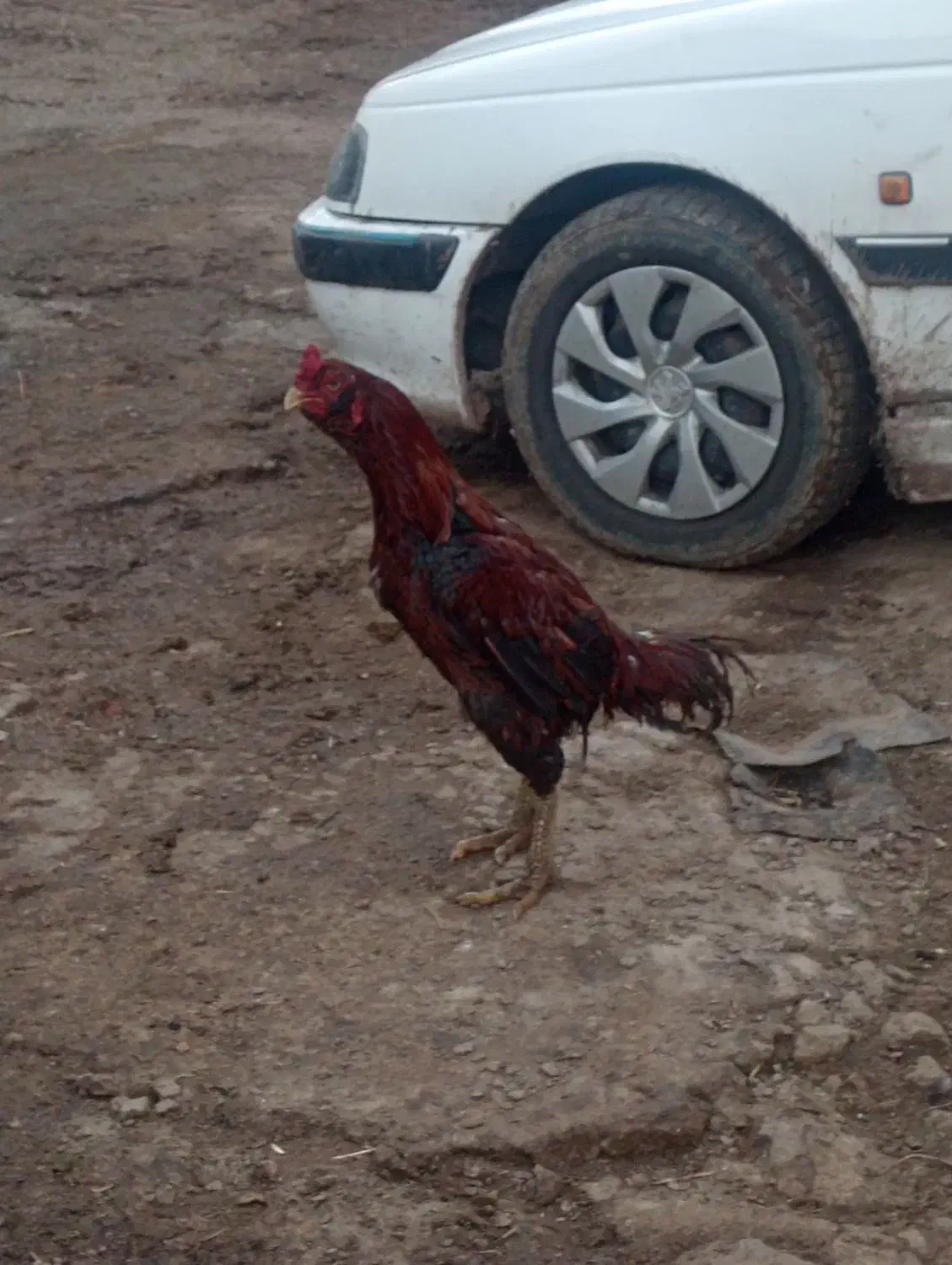 خروس لاری|حیوانات مزرعه|مشگین شهر, |دیوار