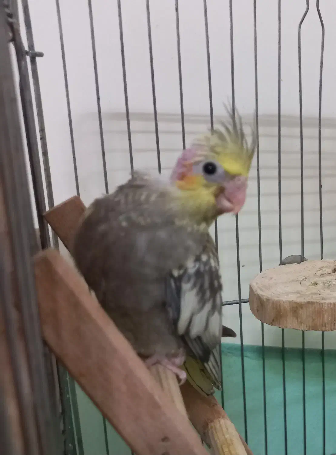 عروس هلندی|پرنده|قدس, شهرقدس|دیوار