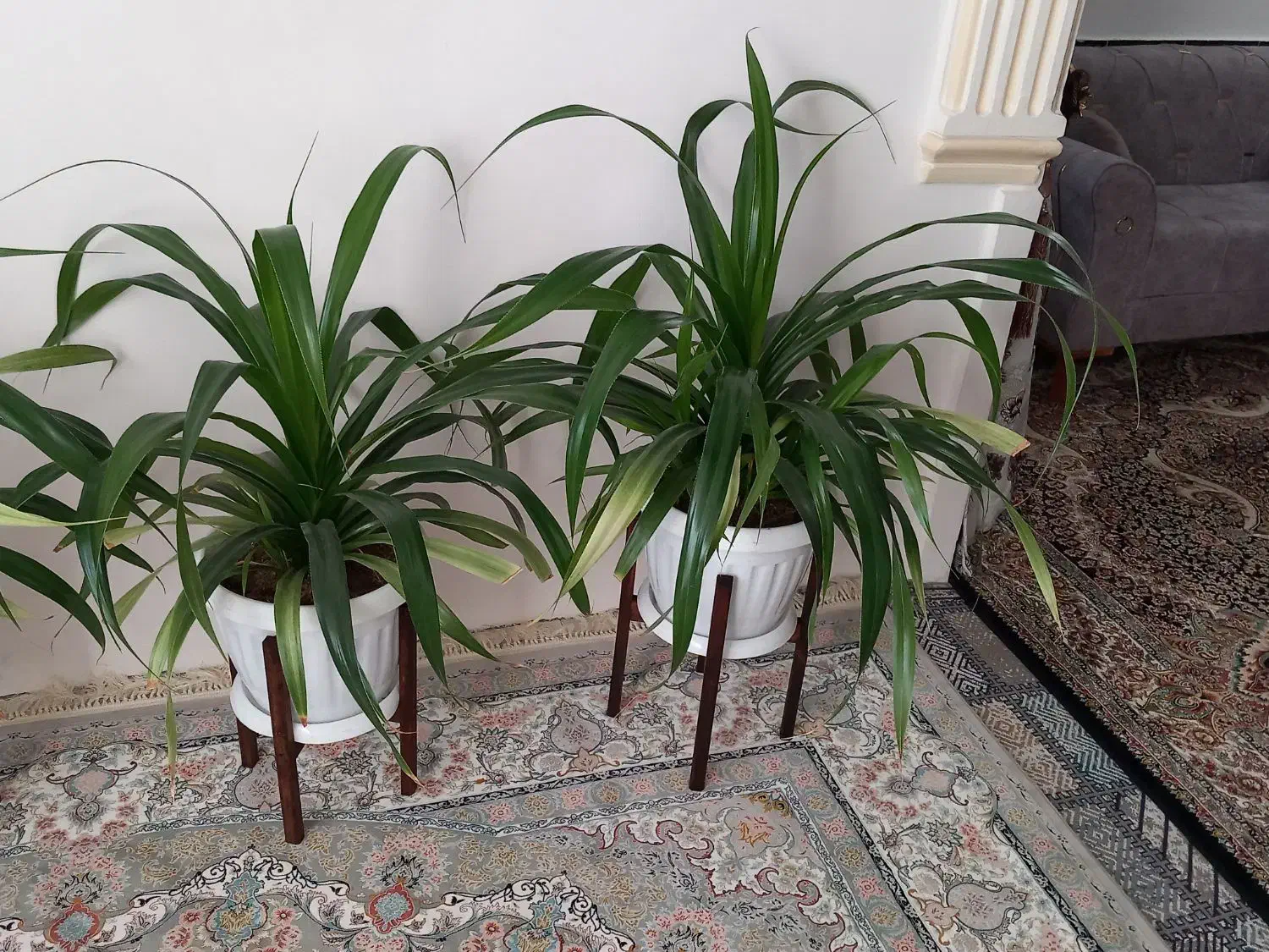 فروش گل پاندانوس|گل و گیاه طبیعی|تربتحیدریه, آغوی|دیوار