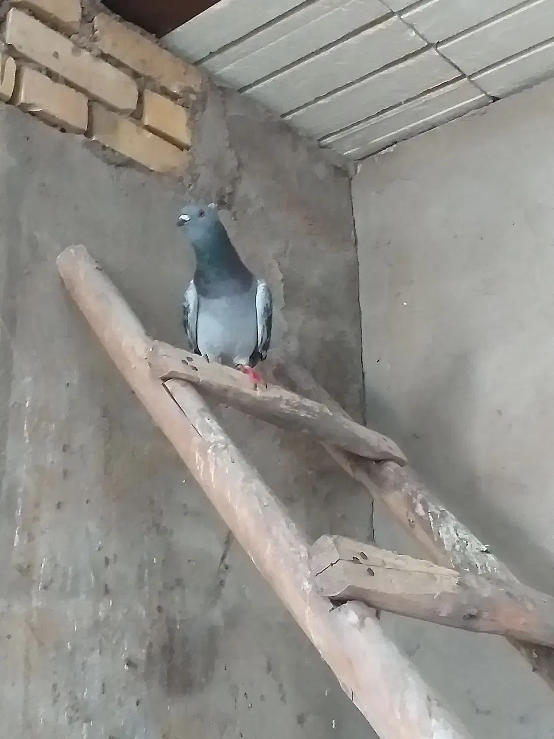 نر چهی شامی کاکلی|پرنده|دزفول, |دیوار