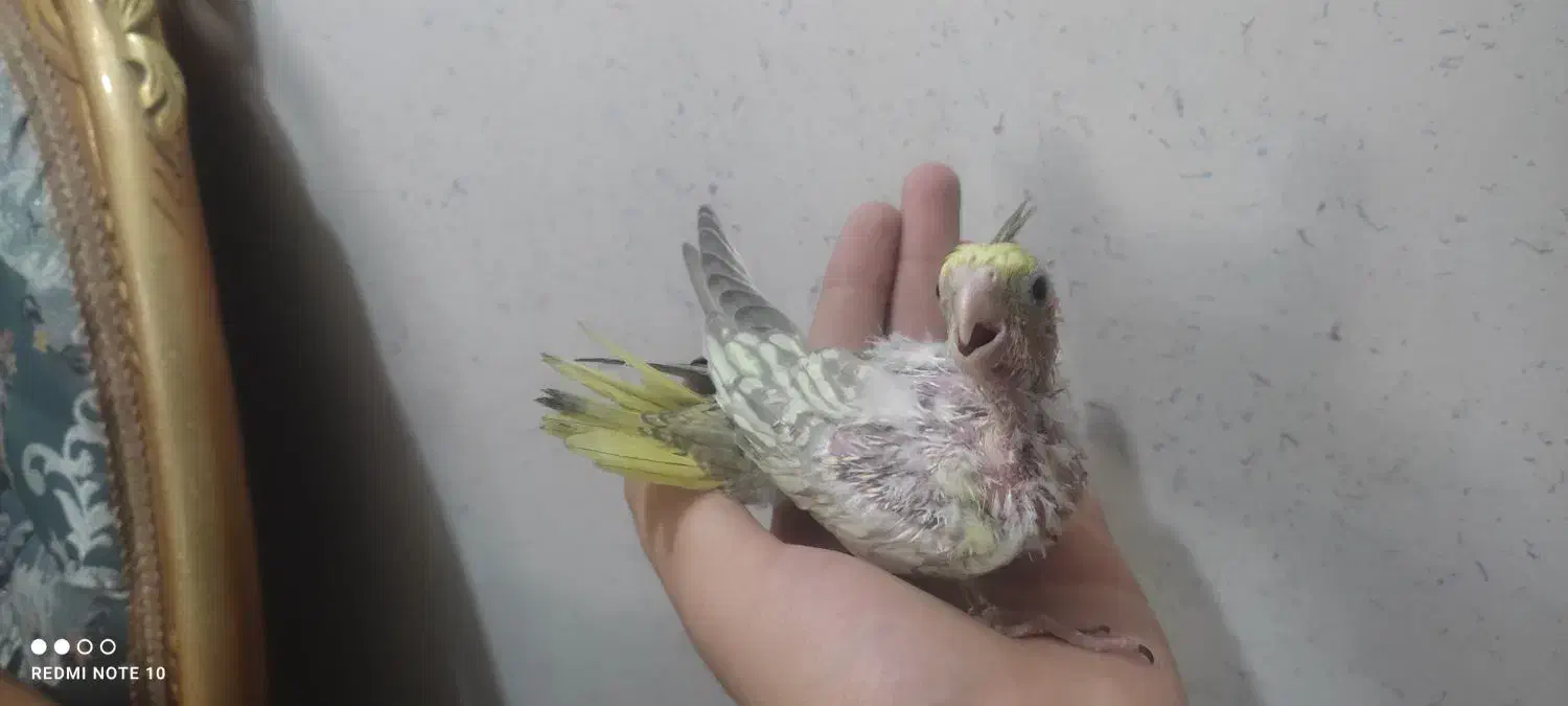 جوجه عروس هلندی|پرنده|اسلام‌شهر, مسکن مهر اسلاشهر (شهرک امام خمینی)|دیوار