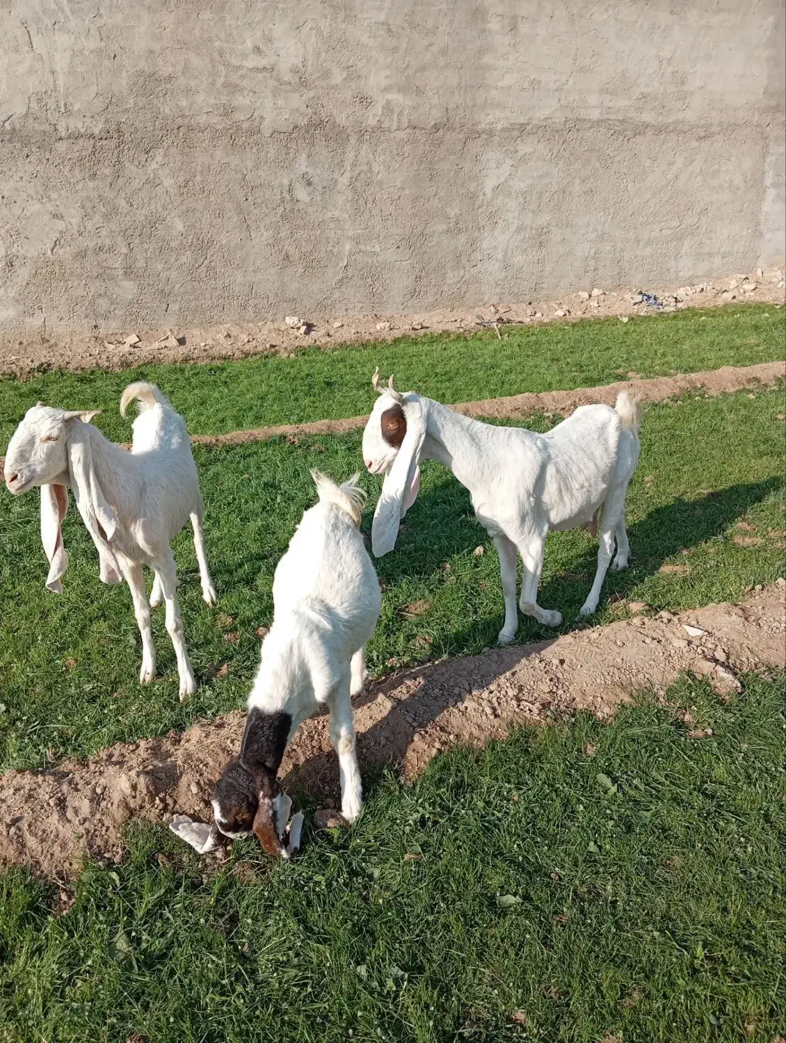 بز گلابی پاکستانی و بزغاله گلابی|حیوانات مزرعه|اصفهان, رهنان|دیوار