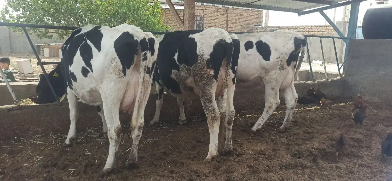 5 راس توخک و یک گاو شکم سوم 3 راس گوساله|حیوانات مزرعه|فریمان, |دیوار