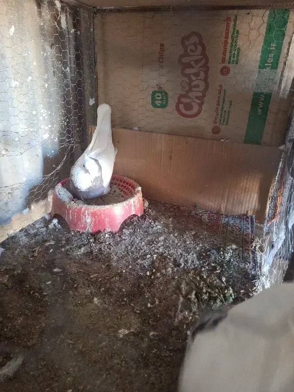 کبوتر زاغ پلاکی طوقی|پرنده|اهواز, بیست متری شهرداری|دیوار