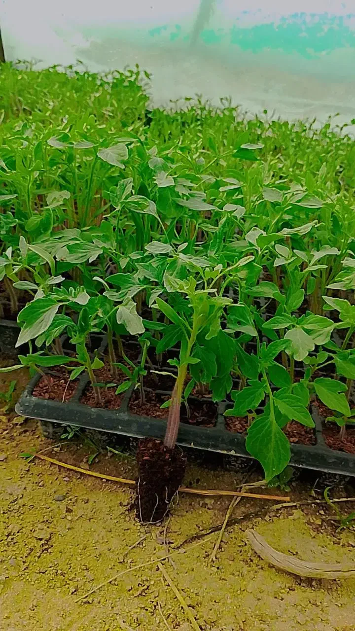 فروش نشانه گوجه|گل و گیاه طبیعی|کهنوج, |دیوار