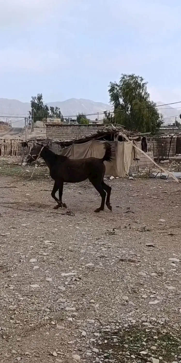 مادیان|اسب و تجهیزات اسبسواری|بولی, |دیوار