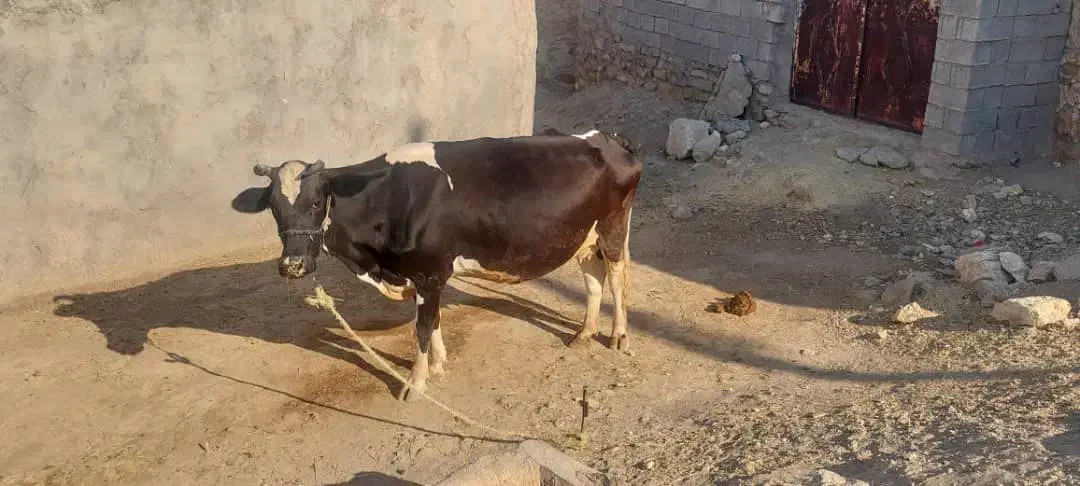 گاو و گوساله هلشتاین|حیوانات مزرعه|مسجد سلیمان, |دیوار