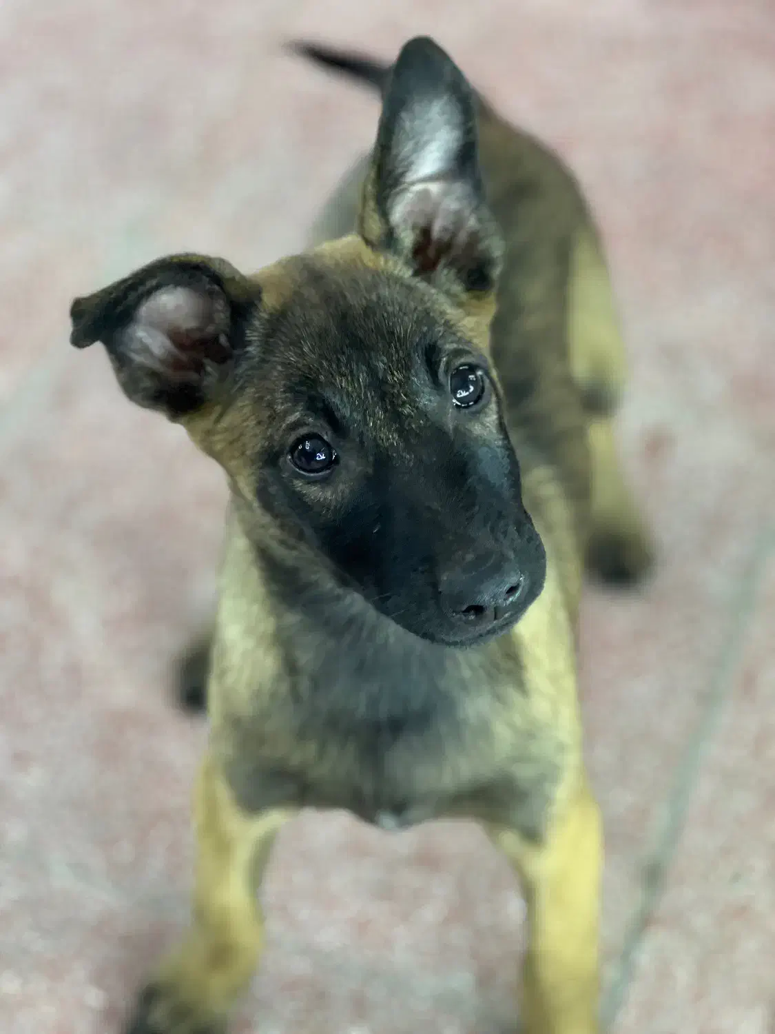 واگذاری سگ‌ مالینویز|سگ|پره‌سر, |دیوار