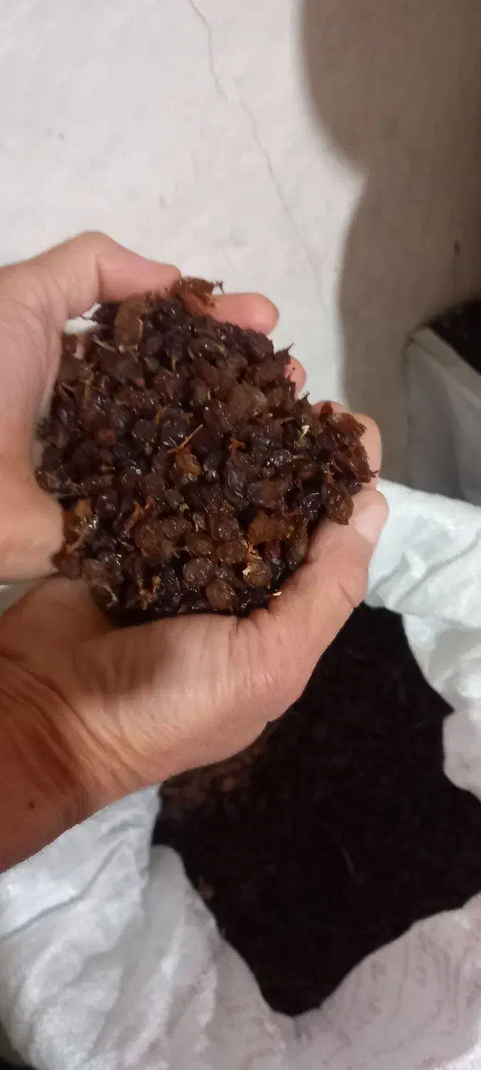 کشمش زاش|خوردنی و آشامیدنی|قره قوین, |دیوار