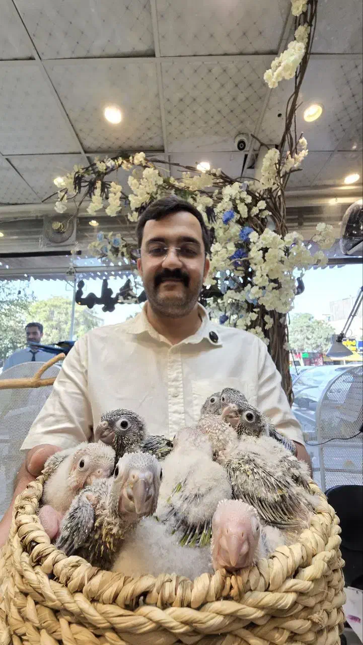 گرینچیک سرلاکی و دون خور|پرنده|مشهد, آبکوه|دیوار