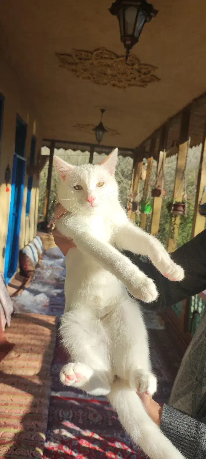 گربه سفید|گربه|سیاهکل, |دیوار