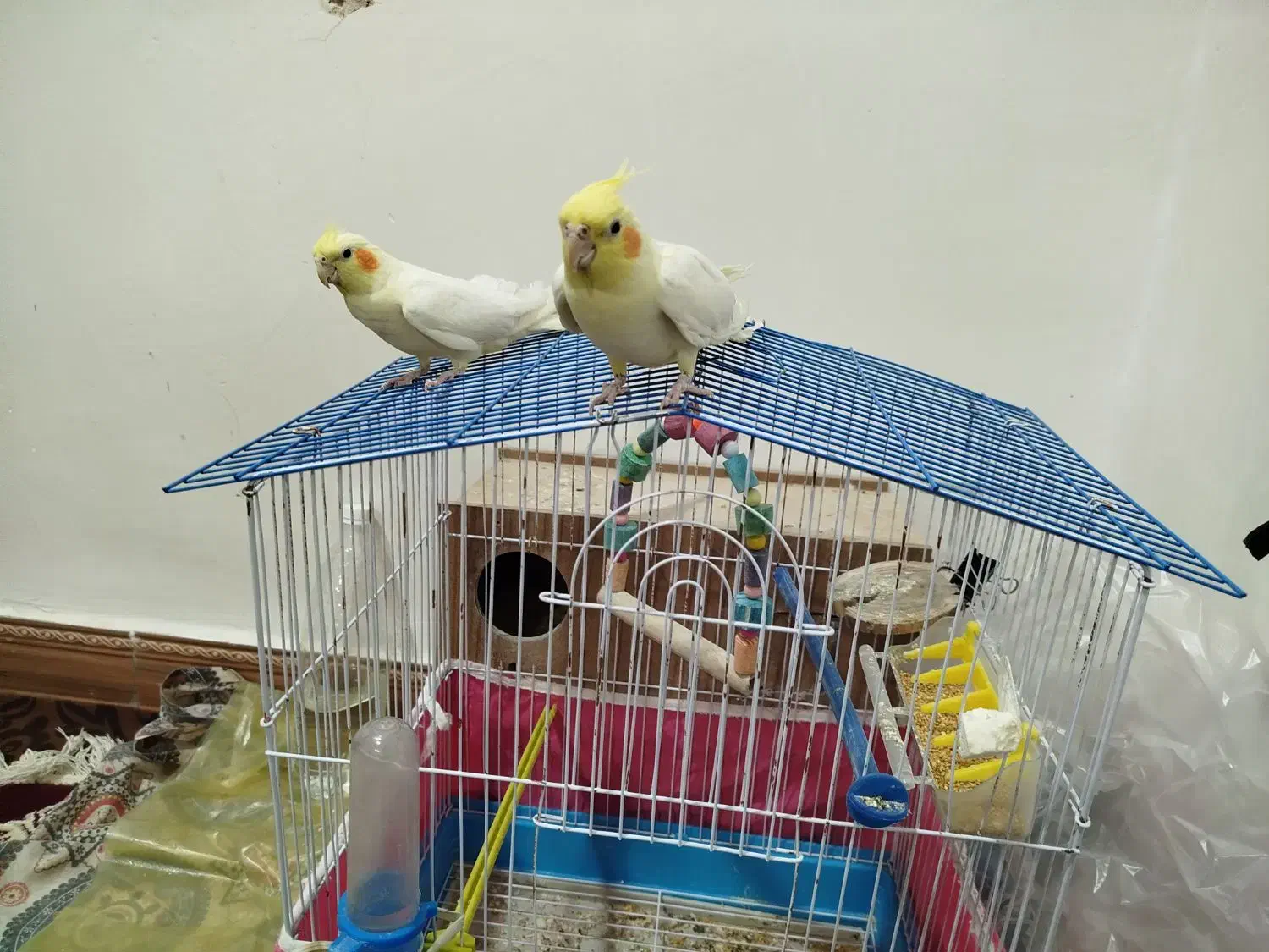 عروس هلندی|پرنده|بن, |دیوار