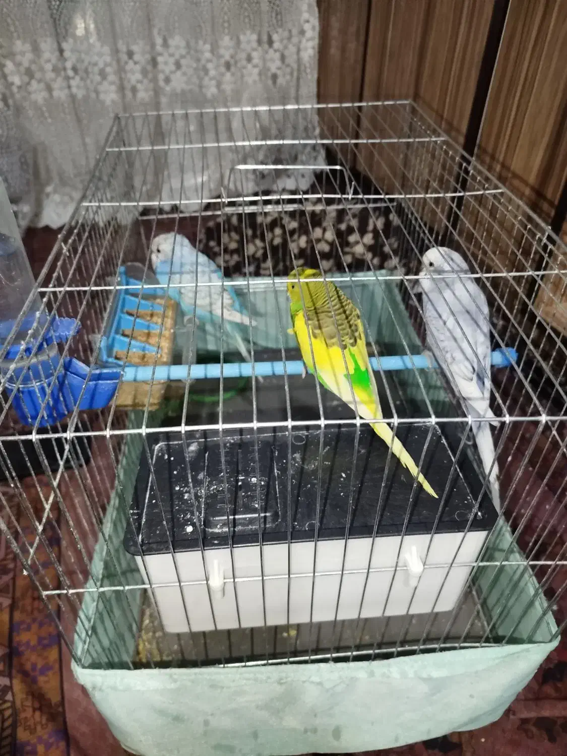 مرغ عشق رنگهای خاص|پرنده|صباشهر, |دیوار