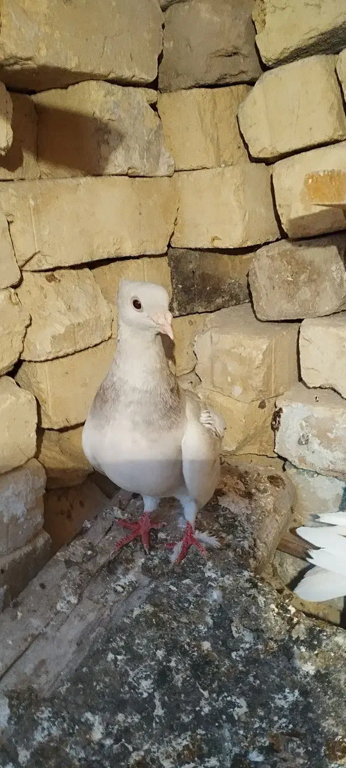 کبوتر نقره ای|پرنده|کوه چنار, |دیوار